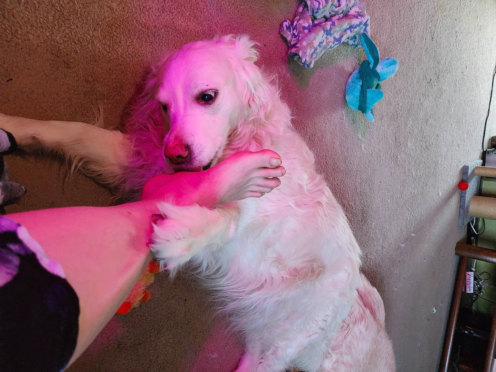 Etta James joined the competition — help win amazing prizes! american_eskimo_dog, borzoi, canidae, carnivore, companion_dog, dog, dog_breed, dog_supply, fawn, fur, magenta, non_sporting_group, paw, pink, puppy_love, sporting_group, toy, toy_dog, whiskers