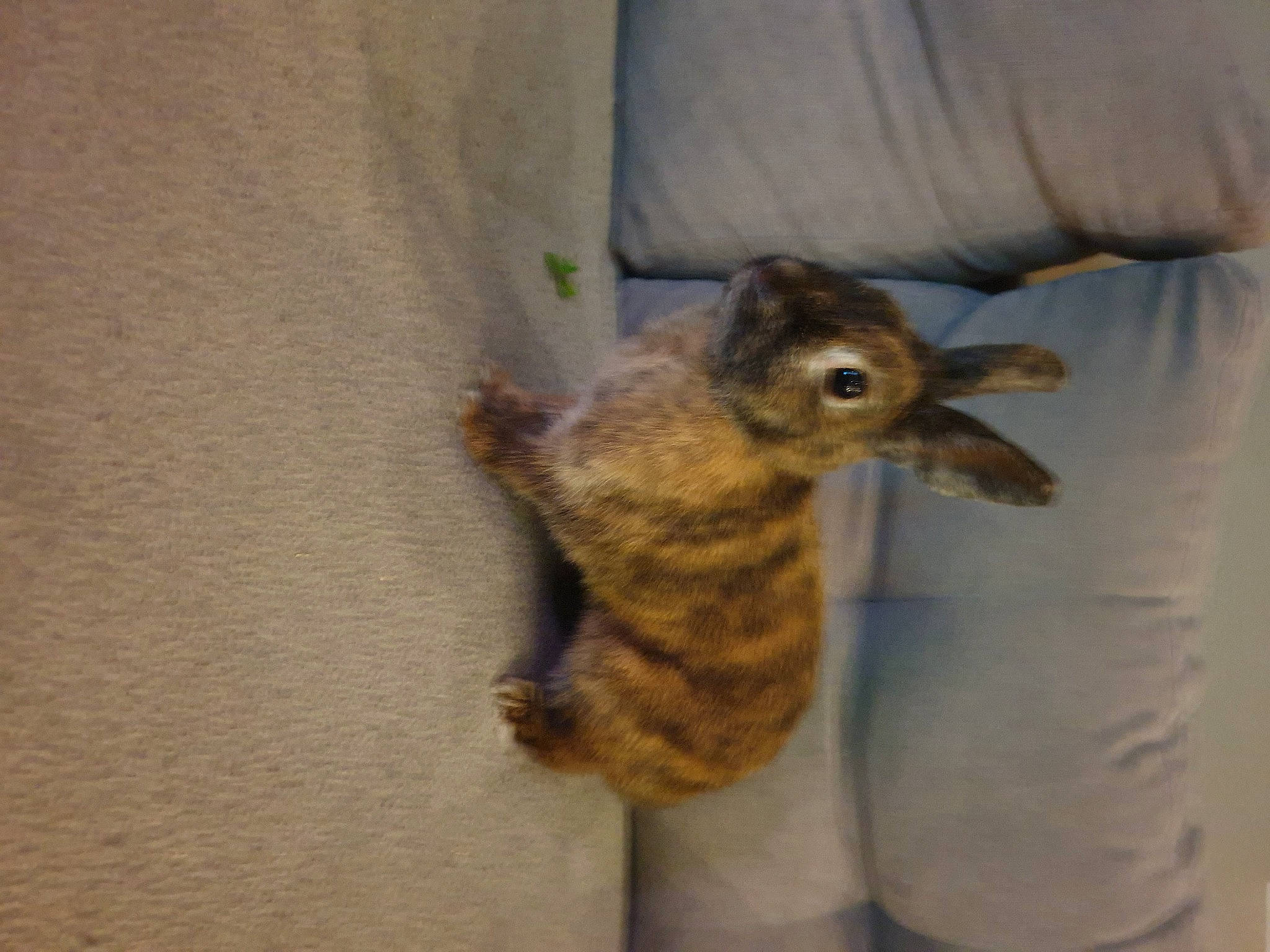 Roquette a rejoint le concours — aidez-le/la à gagner de superbes lots ! chipmunk, fawn, fox_squirrel, ground_squirrels, rodent, squirrel, tail