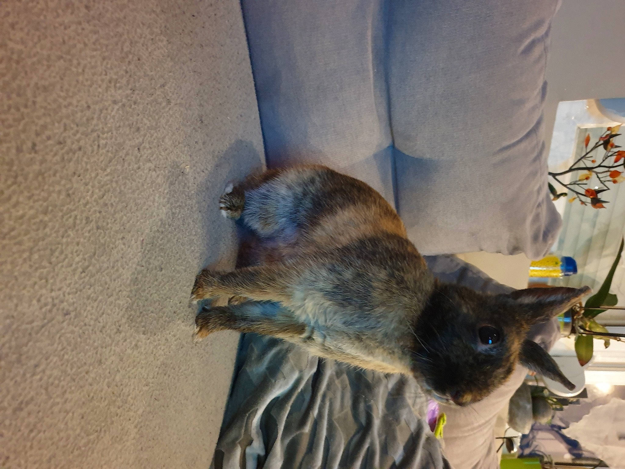 Roquette participe au concours pour gagner de l'argent avec cette photo : carnivore, cat, fawn, felidae, fur, small_to_medium_sized_cats, tail