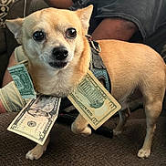 Boy is registered to the contest to win money with this photo: dog, small_dog, tan_dog, harness, collar, dollar_bills, money, cash, pet, animal, indoors, couch, seated, standing, wide_eyes, funny, portrait, close_up, brown_fur, photography