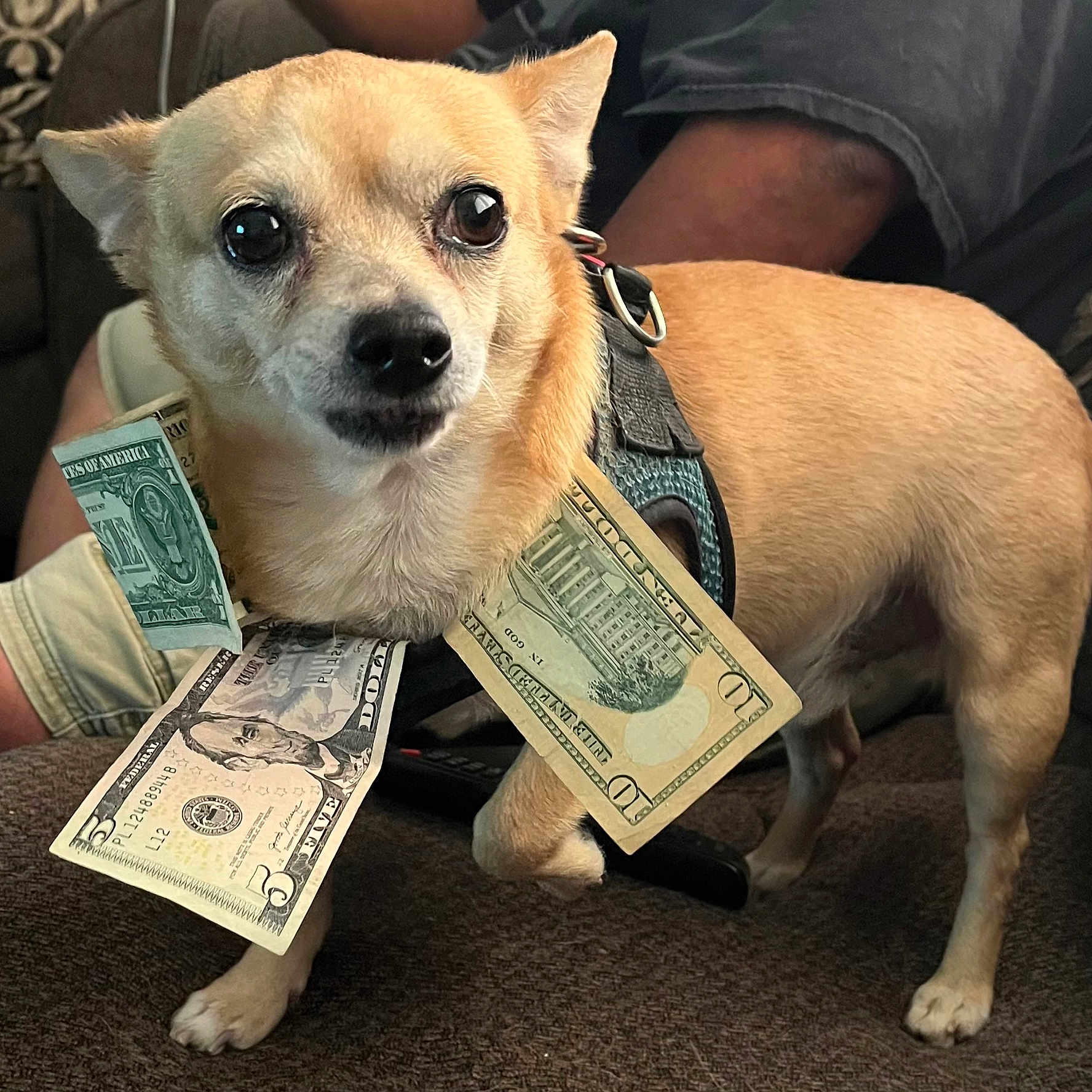 Boy is registered to the contest to win money with this photo: dog, small_dog, tan_dog, harness, collar, dollar_bills, money, cash, pet, animal, indoors, couch, seated, standing, wide_eyes, funny, portrait, close_up, brown_fur, photography