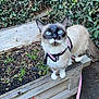 Vanessa is registered to the contest to win money with this photo: cat, siamese_cat, blue_eyes, pet, harness, leash, garden, plants, wooden_bed, outdoor, curious, animal, feline, young_cat, nature, fur, whiskers, ears, paws, close_up