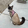 Vanessa is registered to the contest to win money with this photo: cat, siamese_cat, harness, blue_eyes, outdoor, concrete, sidewalk, plant, greenery, pet, animal, feline, sitting, fur, tail, whiskers, looking_up, ground, nature, domestic_animal
