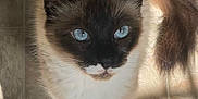 Vanessa joined the competition — help win amazing prizes! cat, siamese, blue_eyes, fur, tail, floor, tile, shadow, indoor, pet, whiskers, cute, animal, mammal, looking_up, curious, fluffy, domestic, closeup, sunlight
