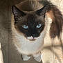 cat, siamese, blue_eyes, fur, tail, floor, tile, shadow, indoor, pet, whiskers, cute, animal, mammal, looking_up, curious, fluffy, domestic, closeup, sunlight