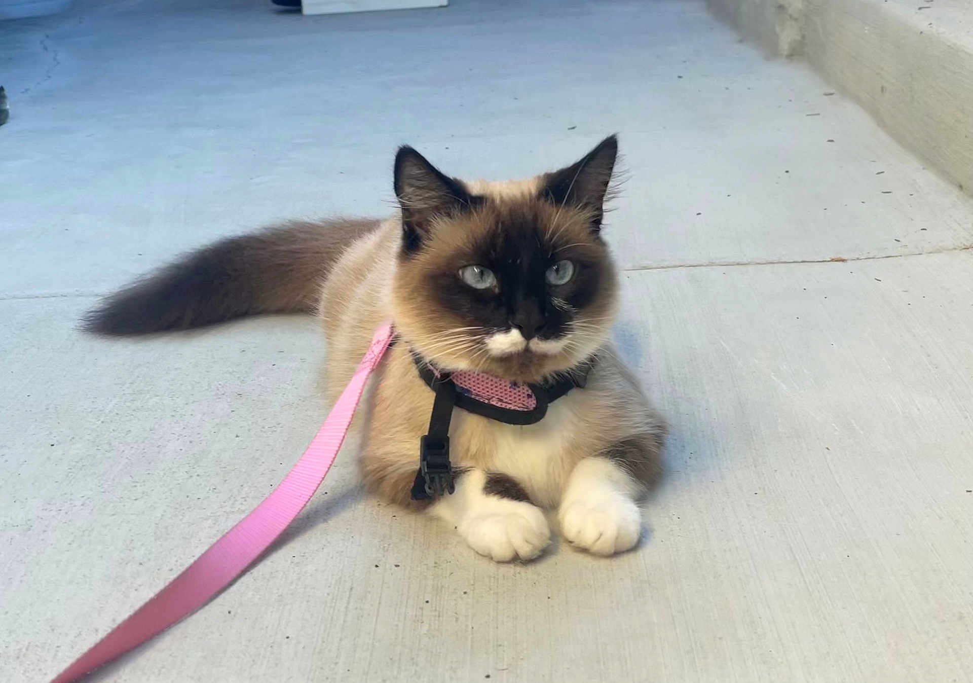 Vanessa is registered to the contest to win money with this photo: cat, siamese, blue_eyes, pink_harness, leash, fluffy, pet, animal, outdoor, concrete, paws, fur, whiskers, relaxed, cute, domestic, mammal, sitting, closeup, leisure