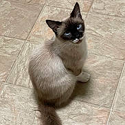 Vanessa joined the competition — help win amazing prizes! cat, siamese_cat, blue_eyes, fur, tail, ears, floor, tile, indoor, pet, animal, looking_up, curious, whiskers, cute, feline, sitting, domestic_cat, mammal, close_up