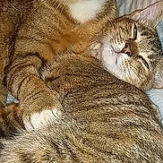 Prescious joined the competition — help win amazing prizes! cat, tabby_cat, feline, pet, animal, sleeping, cuddling, fur, whiskers, ears, nose, close_up, domestic_animal, resting, cute, companion, striped_pillow, indoor, relaxed, two_animals