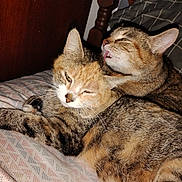 Maria is registered to the contest to win money with this photo: cat, cats, feline, pet, bed, blanket, cuddle, tongue, sleepy, fur, indoor, pattern, headboard, pillow, closeup, animal, cute, resting, whiskers, tabby