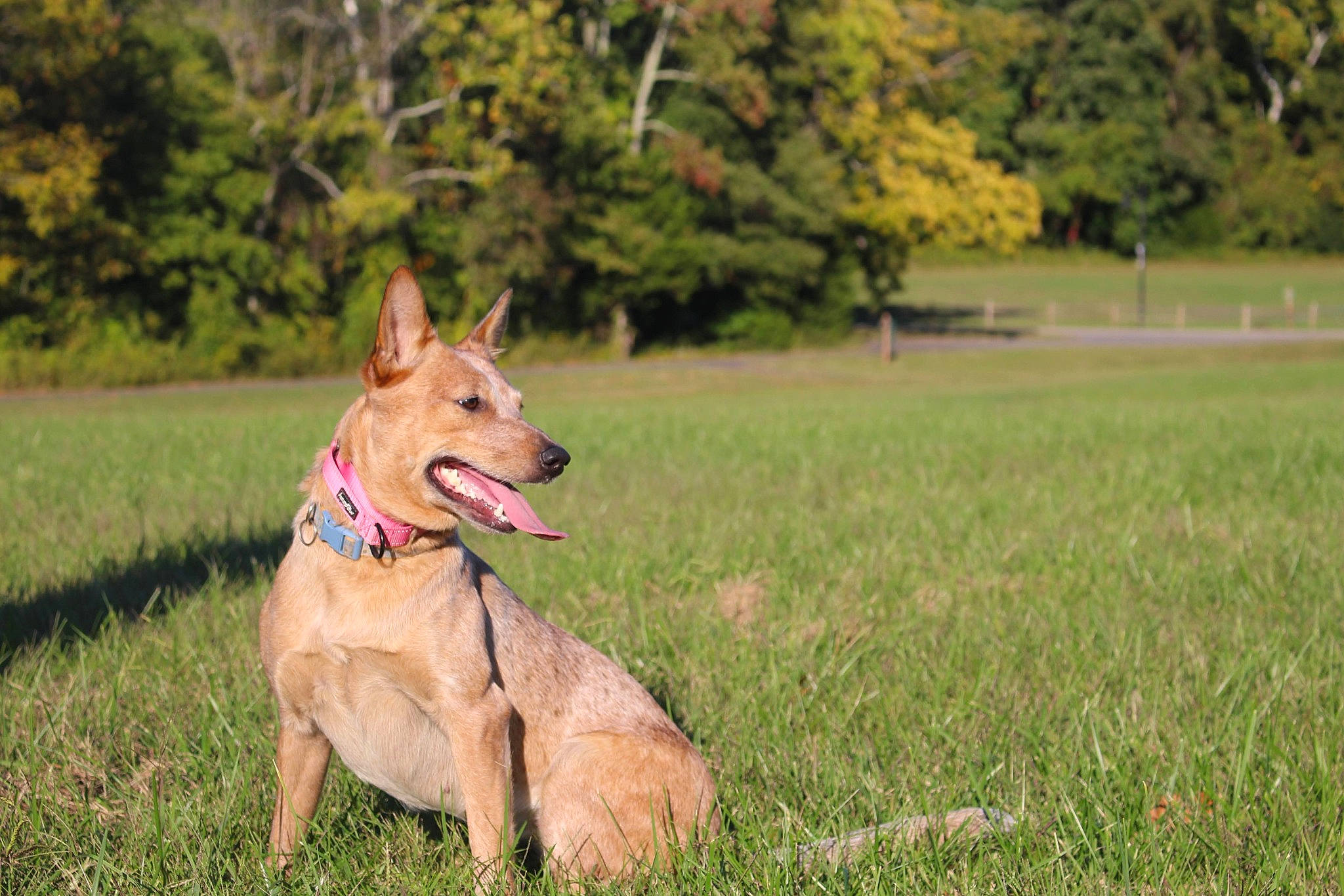 Raz Berry is registered to the contest to win money with this photo: australian_cattle_dog, canidae, carnivore, collar, companion_dog, dog, dog_breed, dog_supply, fawn, grass, grassland, herding_dog, lawn, plant, recreation, sporting_group, tail, tree, wildlife, working_dog