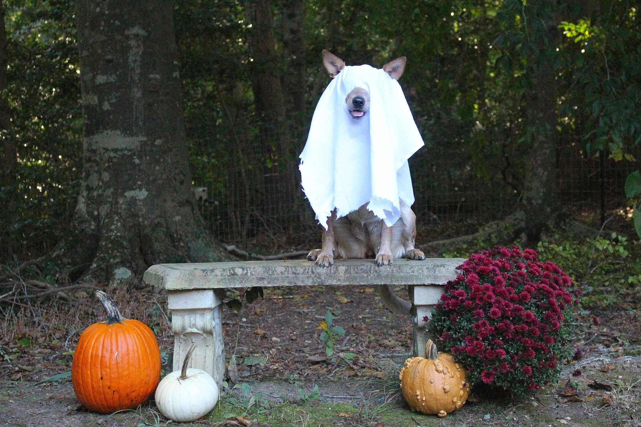 Raz Berry joined the competition — help win amazing prizes! botany, calabaza, cucurbita, flower, gourd, grass, horse, lawn_ornament, leaf, natural_foods, nature, plant, pumpkin, squash, table, tail, tree, vegetable, winter_squash, wood