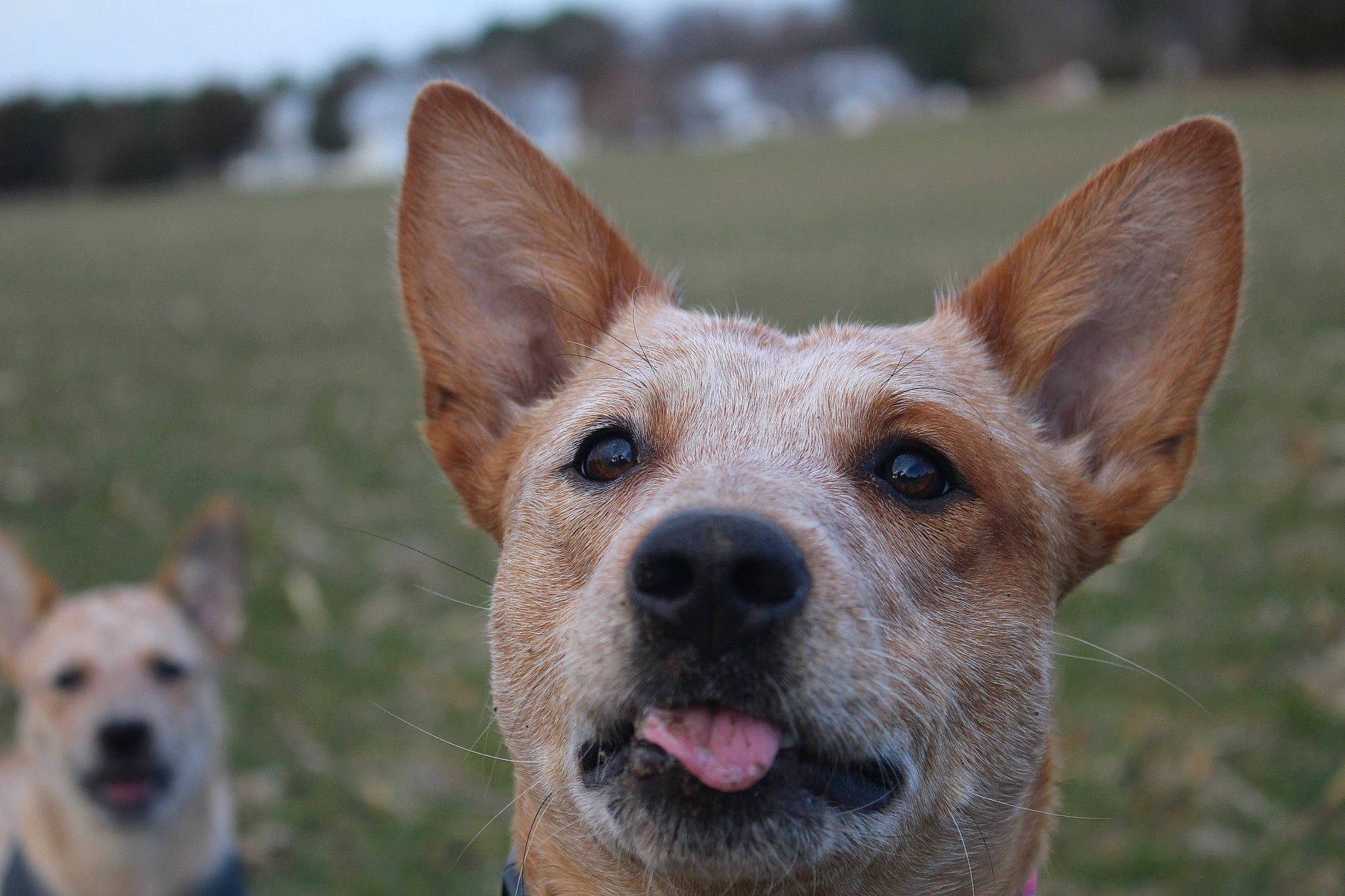 Raz Berry joined the competition — help win amazing prizes! ancient_dog_breeds, australian_cattle_dog, canidae, carnivore, collar, companion_dog, dog, dog_breed, dog_supply, fawn, grass, snout, sporting_group, terrestrial_animal, whiskers, working_animal, working_dog