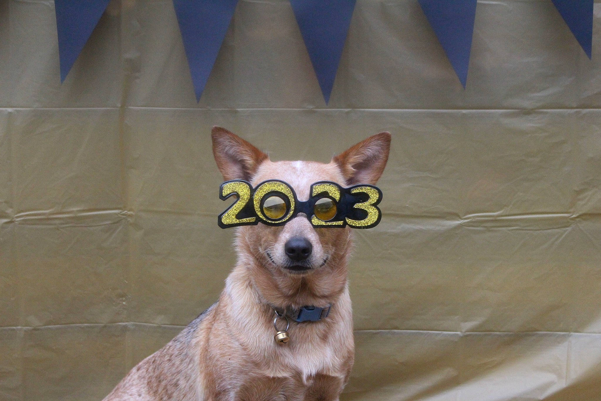 Raz Berry joined the competition — help win amazing prizes! canidae, carnivore, collar, companion_dog, dog, dog_breed, dog_collar, dog_supply, eyewear, fashion_accessory, fawn, fur, glasses, party_hat, pet_supply, snout, sporting_group, whiskers, white, working_animal