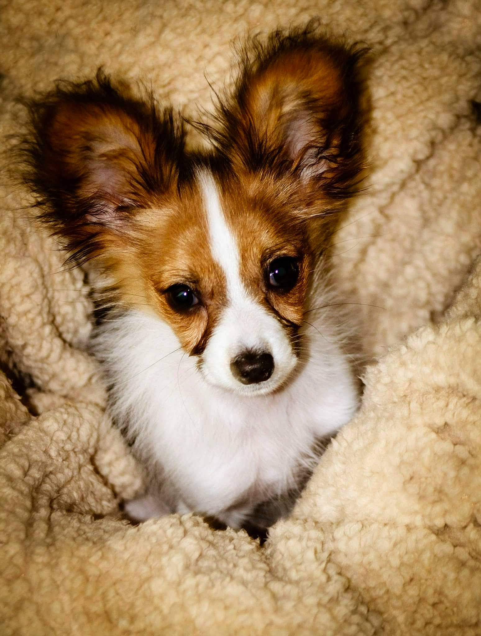 Roux joined the competition — help win amazing prizes! canidae, cardigan_welsh_corgi, carnivore, companion_dog, dog, dog_breed, ear, fawn, fur, mammal, papillon, puppy, snout, spaniel, sporting_group, toy_dog, vertebrate, welsh_corgi, whiskers
