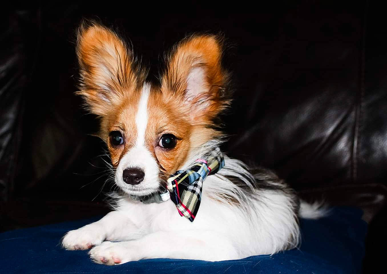 Roux joined the competition — help win amazing prizes! canidae, carnivore, companion_dog, dog, dog_breed, ear, fawn, fur, mammal, papillon, phalene, puppy, rare_breed_dog, snout, spaniel, sporting_group, toy_dog, vertebrate, whiskers