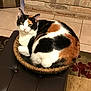 cat, calico, basket, feline, pet, indoor, cozy, curled_up, fur, looking_up, tile_floor, brick_wall, ottoman, brown, white, black, orange, domestic_animal, resting, cute