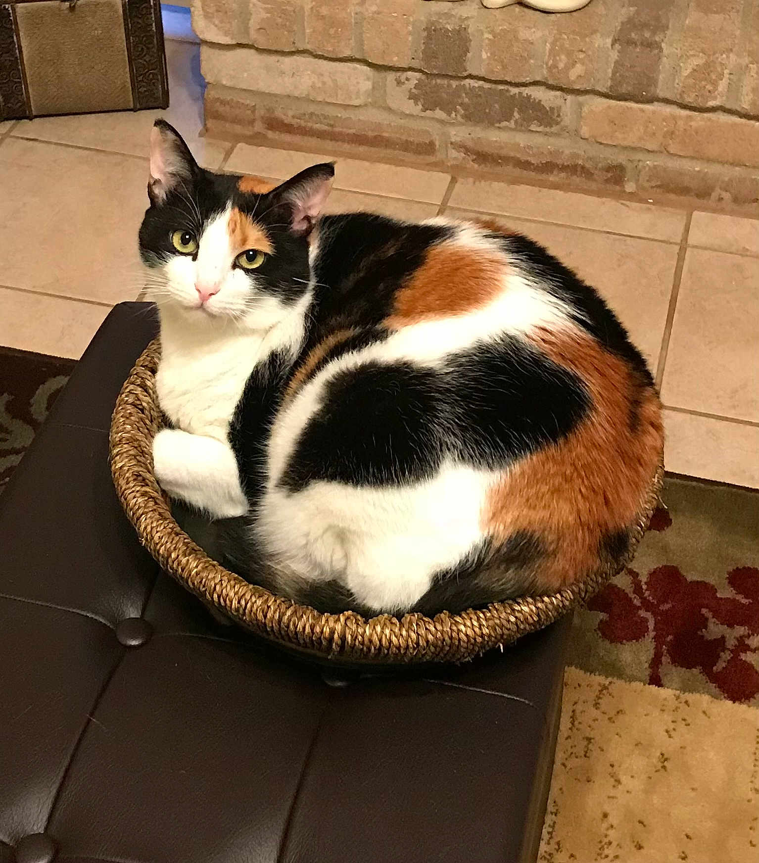 Abby joined the competition — help win amazing prizes! cat, calico, basket, feline, pet, indoor, cozy, curled_up, fur, looking_up, tile_floor, brick_wall, ottoman, brown, white, black, orange, domestic_animal, resting, cute