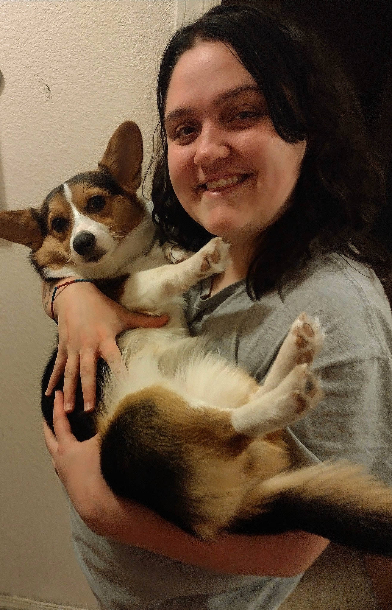 Harlie is registered to the contest to win money with this photo: canidae, carnivore, chihuahua, comfort, companion_dog, dog, dog_breed, ear, fawn, fur, happy, mammal, puppy_love, sitting, smile, snout, sporting_group, toy, toy_dog, whiskers