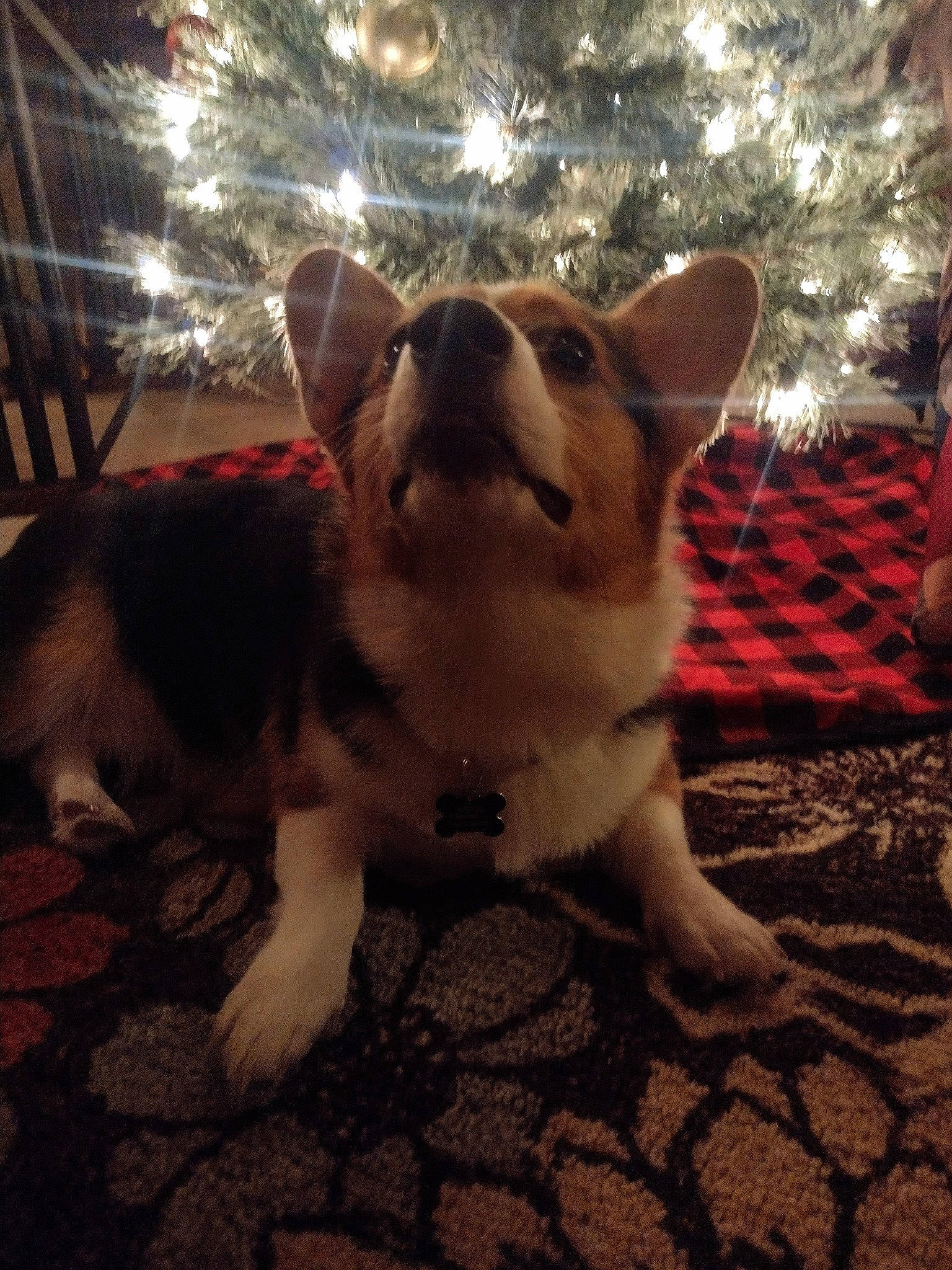 Harlie joined the competition — help win amazing prizes! canidae, carnivore, christmas, christmas_ornament, companion_dog, dog, dog_breed, event, fawn, felidae, fur, grass, holiday, light, paw, small_to_medium_sized_cats, snout, sporting_group, tail, whiskers