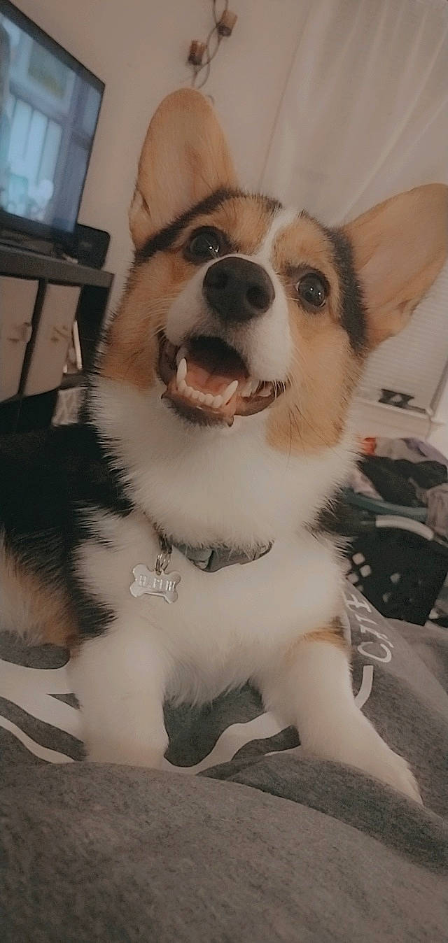 Harlie joined the competition — help win amazing prizes! canidae, carnivore, collar, companion_dog, dog, dog_breed, dog_collar, dog_supply, door, eyewear, fawn, fur, paw, snout, sporting_group, television, terrestrial_animal, whiskers, working_animal, working_dog