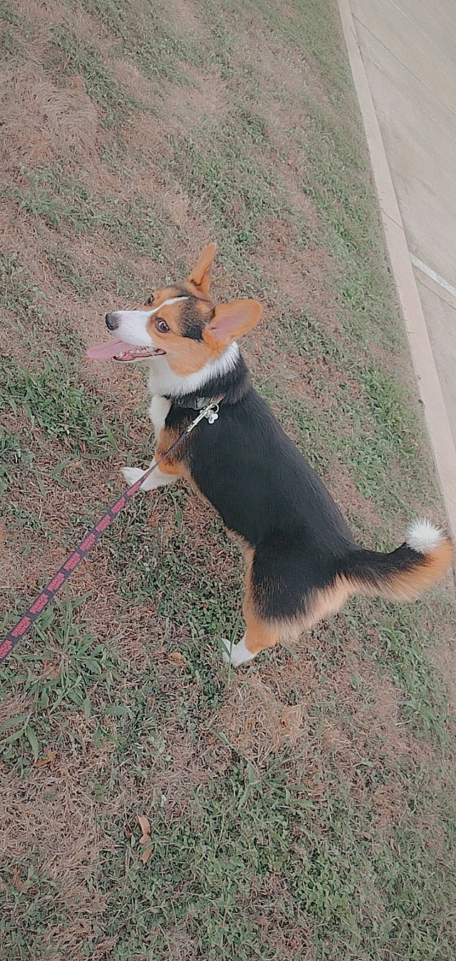 Harlie joined the competition — help win amazing prizes! asphalt, carnivore, collar, companion_dog, dog, dog_breed, dog_clothes, dog_sports, dog_supply, fawn, fur, grass, herding_dog, hound, leash, road_surface, tail, terrier, working_animal, working_dog