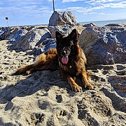 Falco a rejoint le concours — aidez-le/la à gagner de superbes lots ! dog, german_shepherd, beach, sand, rocks, sunny, sky, clouds, outdoor, animal, pet, tongue_out, relaxed, nature, daytime, water, coast, canine, fur, lying_down