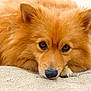 dog, fluffy, sand, outdoor, pet, animal, closeup, face, fur, nose, ears, brown, cute, relaxed, lying_down, canine, mammal, portrait, nature, watchful