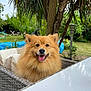 dog, fluffy, smiling, outdoor, garden, wicker_chair, cushion, tree, greenery, happy, tongue_out, pet, canine, nature, leisure, summer, fur, animal, sunlight, relaxation