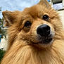 dog, close_up, fluffy, golden_fur, outdoor, sky, building, window, curious, pet, animal, nose, ears, whiskers, portrait, daylight, nature, canine, furry, expression