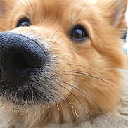 Swanie participe au concours pour gagner de l'argent avec cette photo : dog, close_up, nose, whiskers, sand, beach, fur, brown, animal, pet, cute, outdoor, snout, portrait, curious, canine, daylight, macro, texture, friendly
