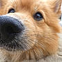 dog, close_up, nose, whiskers, sand, beach, fur, brown, animal, pet, cute, outdoor, snout, portrait, curious, canine, daylight, macro, texture, friendly