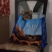 Lucky a rejoint le concours — aidez-le/la à gagner de superbes lots ! cat, shopping_bag, chair, indoor, curious, pet, feline, cushion, seat, animal, brown_cat, domestic, looking, hiding, furniture, quiet, resting, soft_light, home, cozy