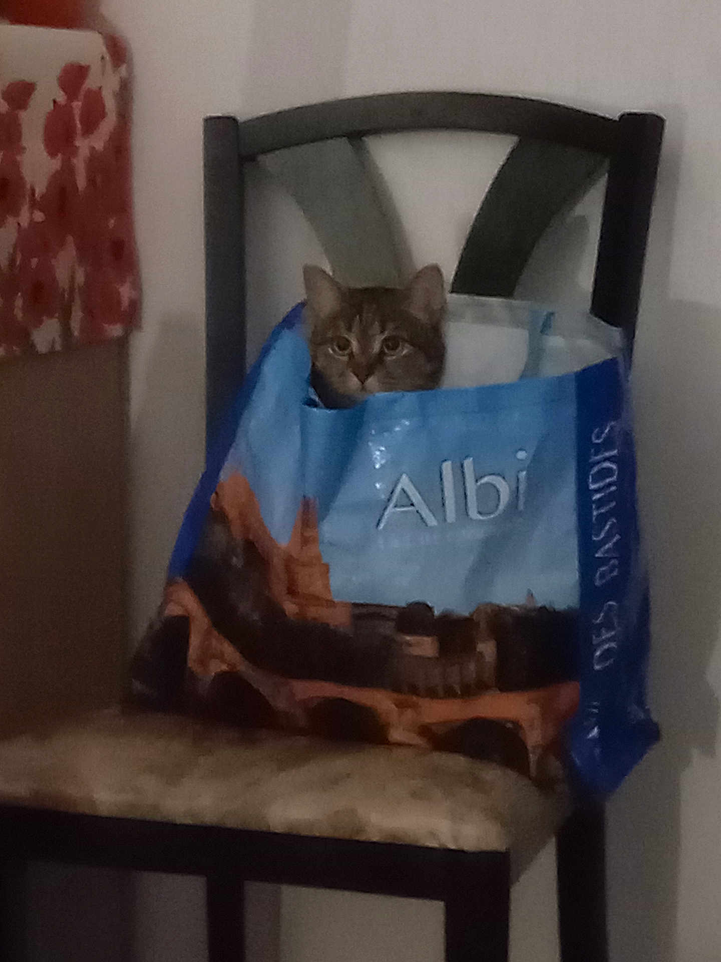 Lucky a rejoint le concours — aidez-le/la à gagner de superbes lots ! cat, shopping_bag, chair, indoor, curious, pet, feline, cushion, seat, animal, brown_cat, domestic, looking, hiding, furniture, quiet, resting, soft_light, home, cozy