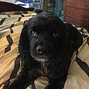 Eddie joined the competition — help win amazing prizes! animal, bed, bedspread, black_dog, canine, chair, cozy, curtains, dog, dresser, eyes, fur, furniture, home, indoor, pet, portrait, reflection, resting, striped