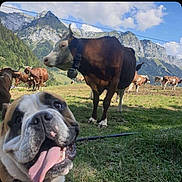 Payko participe au concours pour gagner de l'argent avec cette photo : animal, blue_sky, bovine, canine, clouds, collar, cow, dog, farm, field, grass, happy_dog, herd, livestock, mountains, nature, outdoor, pasture, scenery, tongue_out