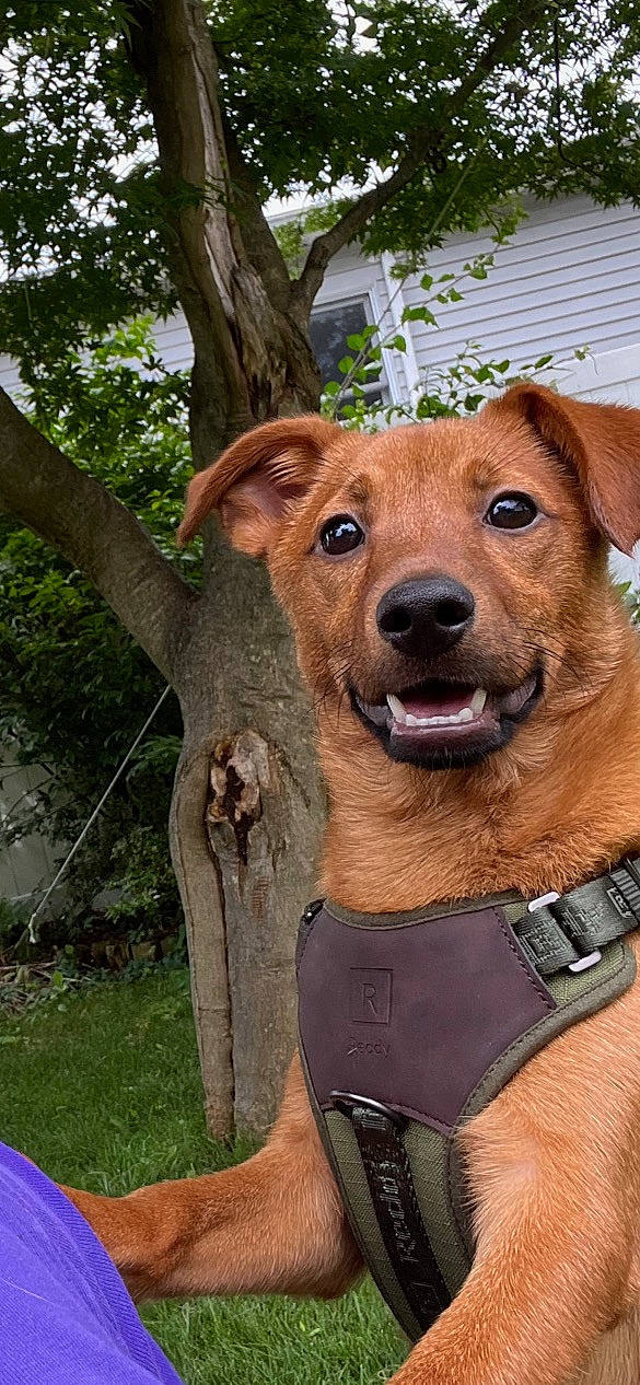 Rocco is registered to the contest to win money with this photo: canidae, carnivore, collar, companion_dog, dog, dog_breed, dog_collar, fawn, fur, grass, hat, liver, plant, snout, sporting_group, terrestrial_animal, tree, whiskers, working_animal, wrinkle