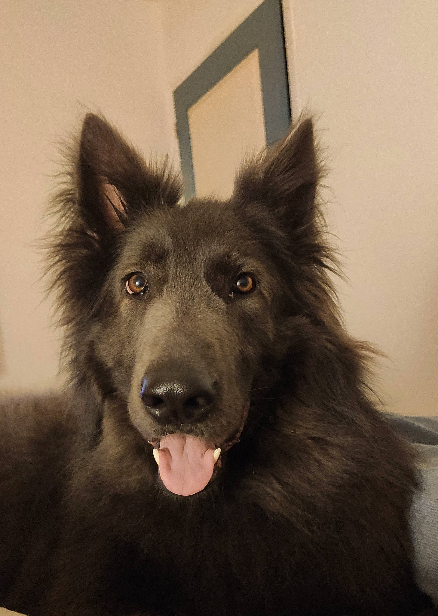 Noctis participe au concours pour gagner de l'argent avec cette photo : ancient_dog_breeds, canidae, canis, carnivore, companion_dog, dog, dog_breed, fur, german_spitz_mittel, giant_dog_breed, herding_dog, jaw, non_sporting_group, snout, spitz, sporting_group, whiskers, working_animal, working_dog