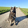 dog, canine, outdoor, road, field, grass, sky, sunlight, shadow, rural, nature, animal, pet, sitting, fluffy, ears, alert, daytime, landscape, path