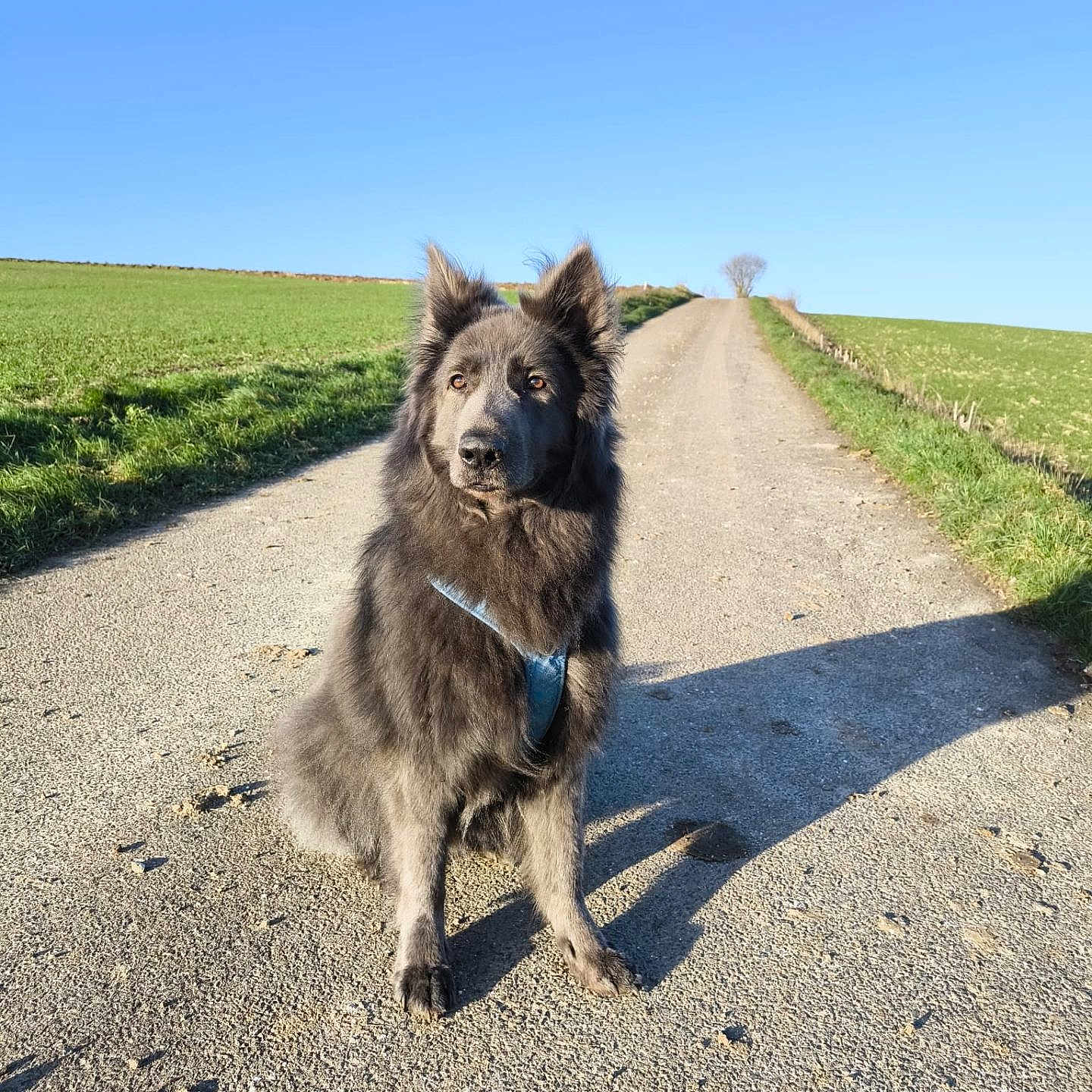 Noctis participe au concours pour gagner de l'argent avec cette photo : dog, canine, outdoor, road, field, grass, sky, sunlight, shadow, rural, nature, animal, pet, sitting, fluffy, ears, alert, daytime, landscape, path