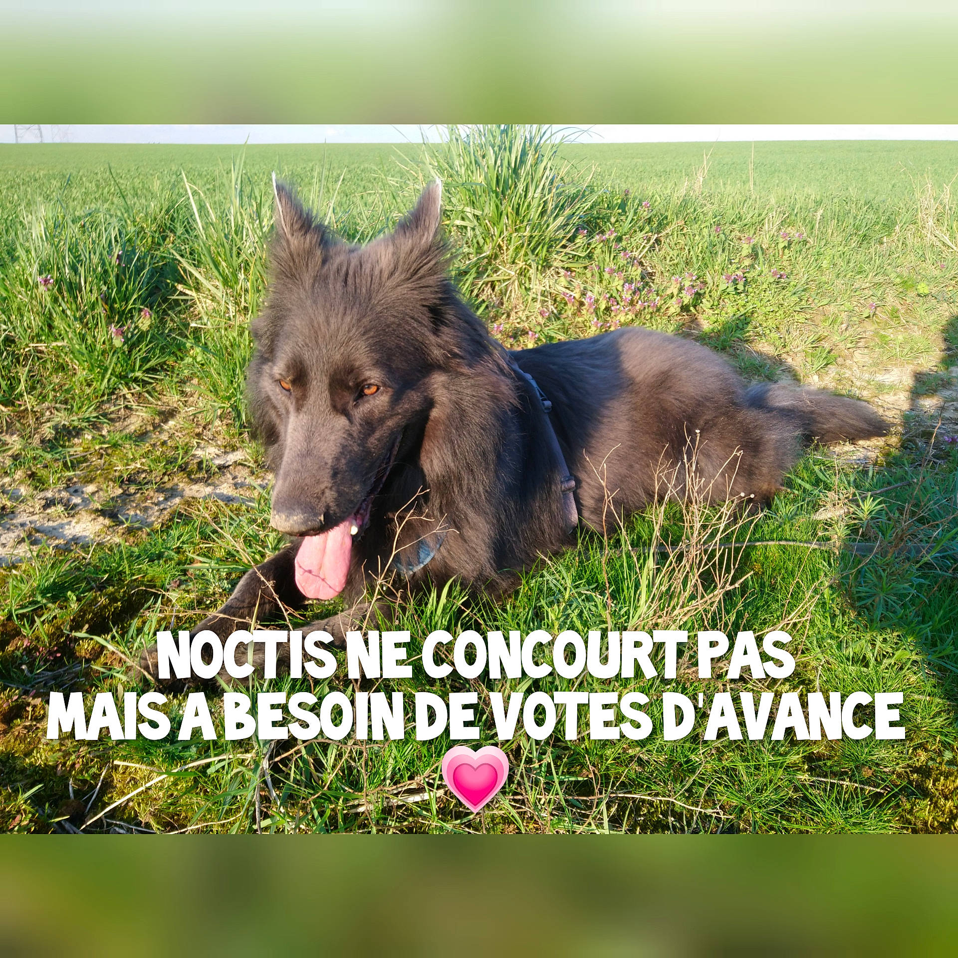 Noctis participe au concours pour gagner de l'argent avec cette photo : adaptation, canidae, carnivore, companion_dog, dog, dog_breed, grass, grassland, herding_dog, landscape, liver, natural_landscape, organism, pasture, photo_caption, plant, prairie, terrestrial_animal, wildlife, working_animal