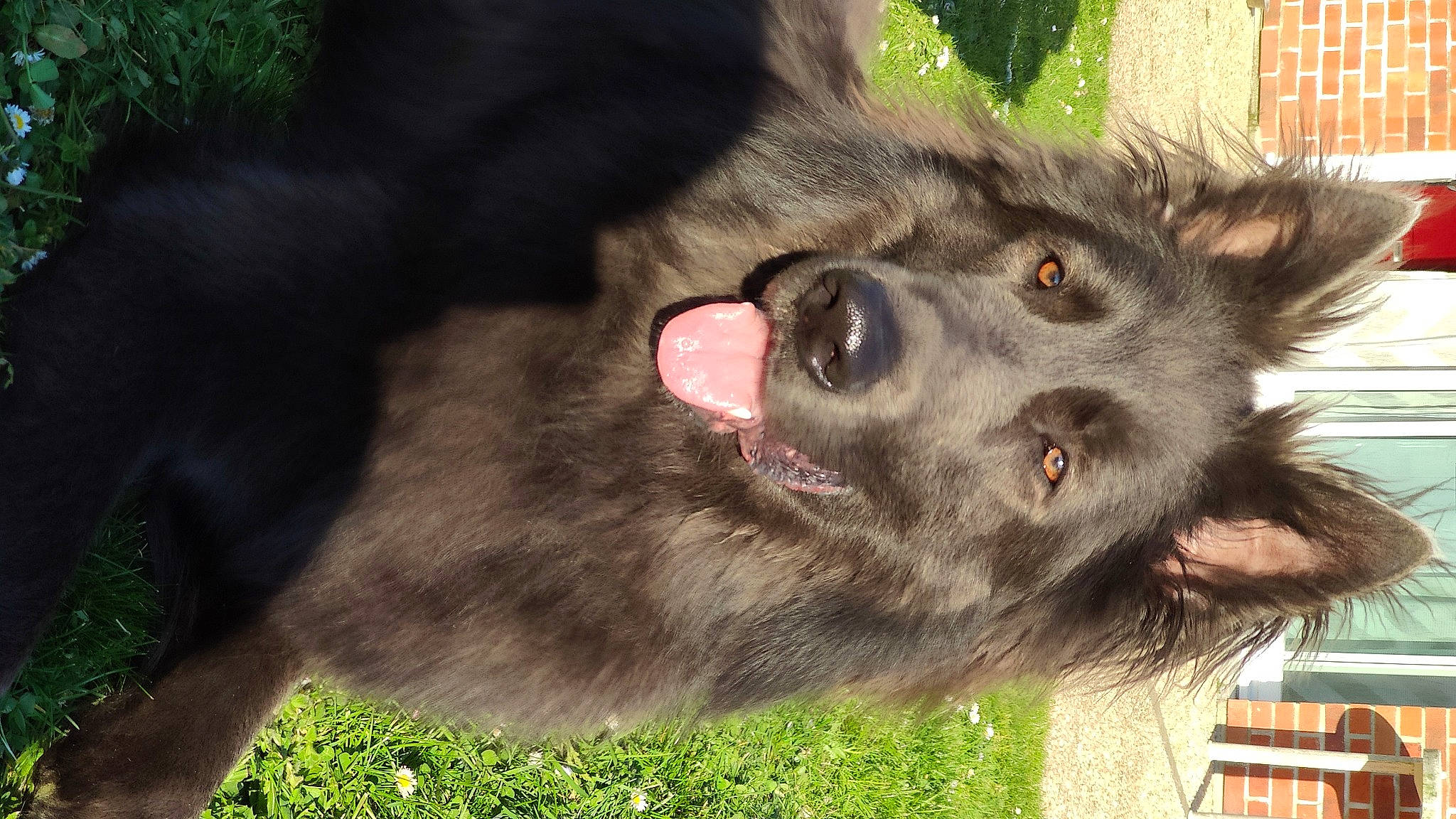 Noctis a rejoint le concours — aidez-le/la à gagner de superbes lots ! ancient_dog_breeds, canis, carnivore, companion_dog, dog, dog_breed, east_european_shepherd, fang, fur, grass, herding_dog, newfoundland, old_german_shepherd_dog, paw, snout, terrestrial_animal, whiskers, wildlife, working_animal, working_dog