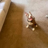 Rocky is registered to the contest to win money with this photo: dog, puppy, carpet, living_room, happy, brown, white, collar, ears_up, sitting, pet, floor, indoor, furniture, couch, table, home, cute, animal, canine