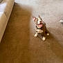 dog, puppy, carpet, living_room, happy, brown, white, collar, ears_up, sitting, pet, floor, indoor, furniture, couch, table, home, cute, animal, canine