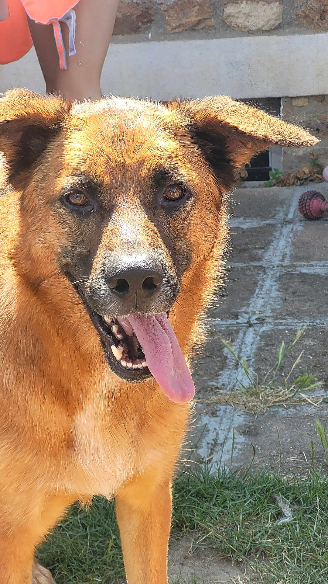 Roocky participe au concours pour gagner de l'argent avec cette photo : dog, canine, pet, outdoor, grass, sunlight, panting, tongue, ears, fur, animal, muzzle, happy, friendly, closeup, brown, nature, daylight, portrait, playful