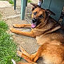 Roocky a rejoint le concours — aidez-le/la à gagner de superbes lots ! dog, canine, pet, outdoor, grass, patio, happy, tongue_out, brown_fur, black_fur, plastic_chair, pavement, animal, relaxed, lying_down, ears_up, tail, nature, summer, sunlight