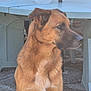 dog, brown_dog, outdoor, plastic_table, plastic_chair, patio, backyard, animal, pet, fur, mammal, sitting, calm, serious, side_view, daylight, wall, ground, table, chair
