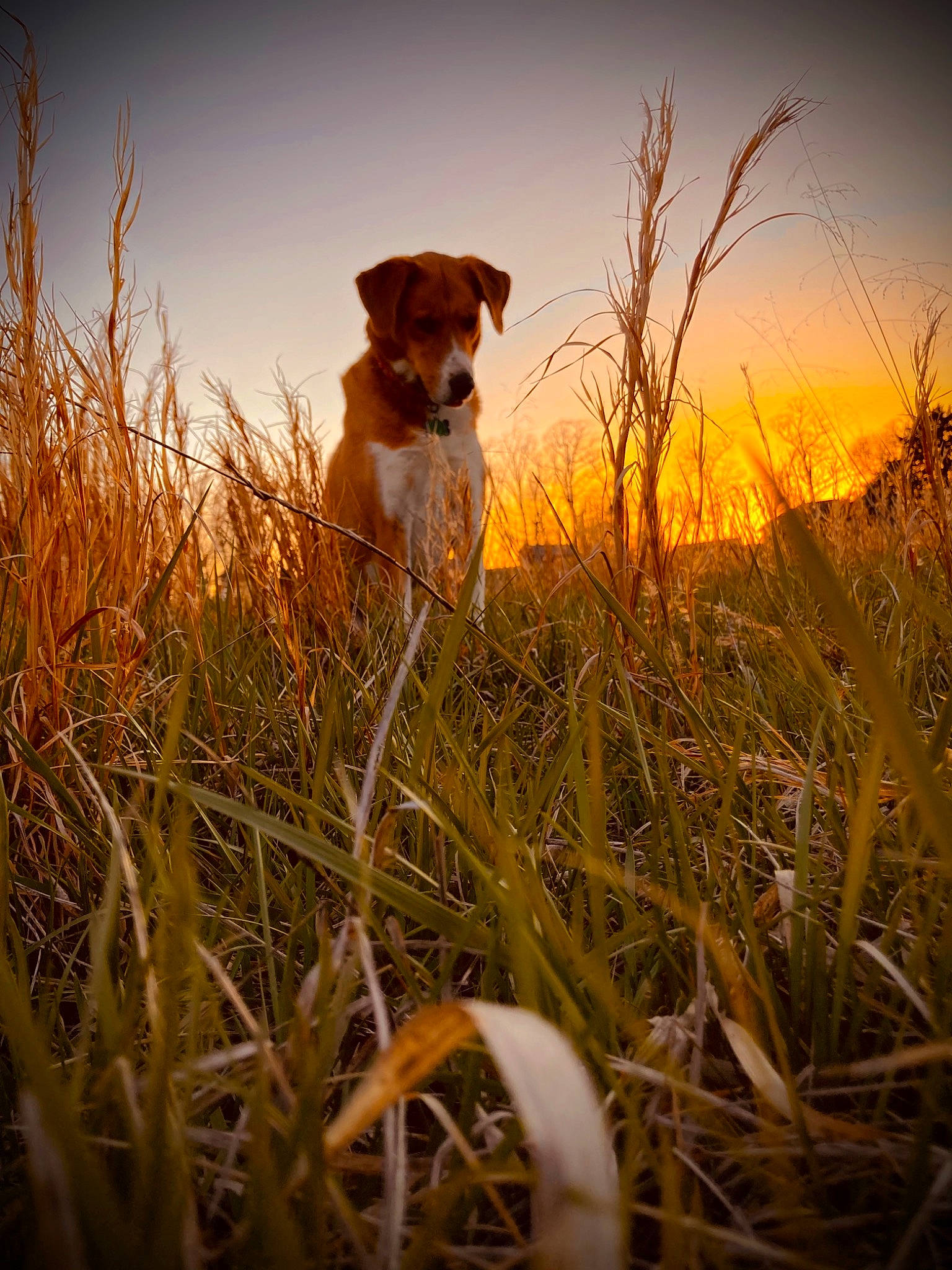 Paisley joined the competition — help win amazing prizes! ball, carnivore, companion_dog, dog, dog_breed, fawn, grass, grass_family, grassland, happy, landscape, meadow, natural_landscape, people_in_nature, plain, plant, prairie, sky, sunset, wood