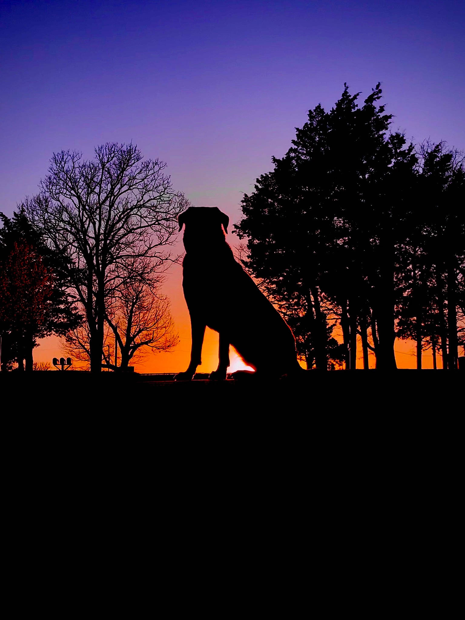 Paisley joined the competition — help win amazing prizes! afterglow, atmosphere, branch, carnivore, dusk, fawn, grass, horizon, landscape, natural_landscape, people_in_nature, plant, red_sky_at_morning, sky, sunlight, sunrise, sunset, tree, trunk, twig