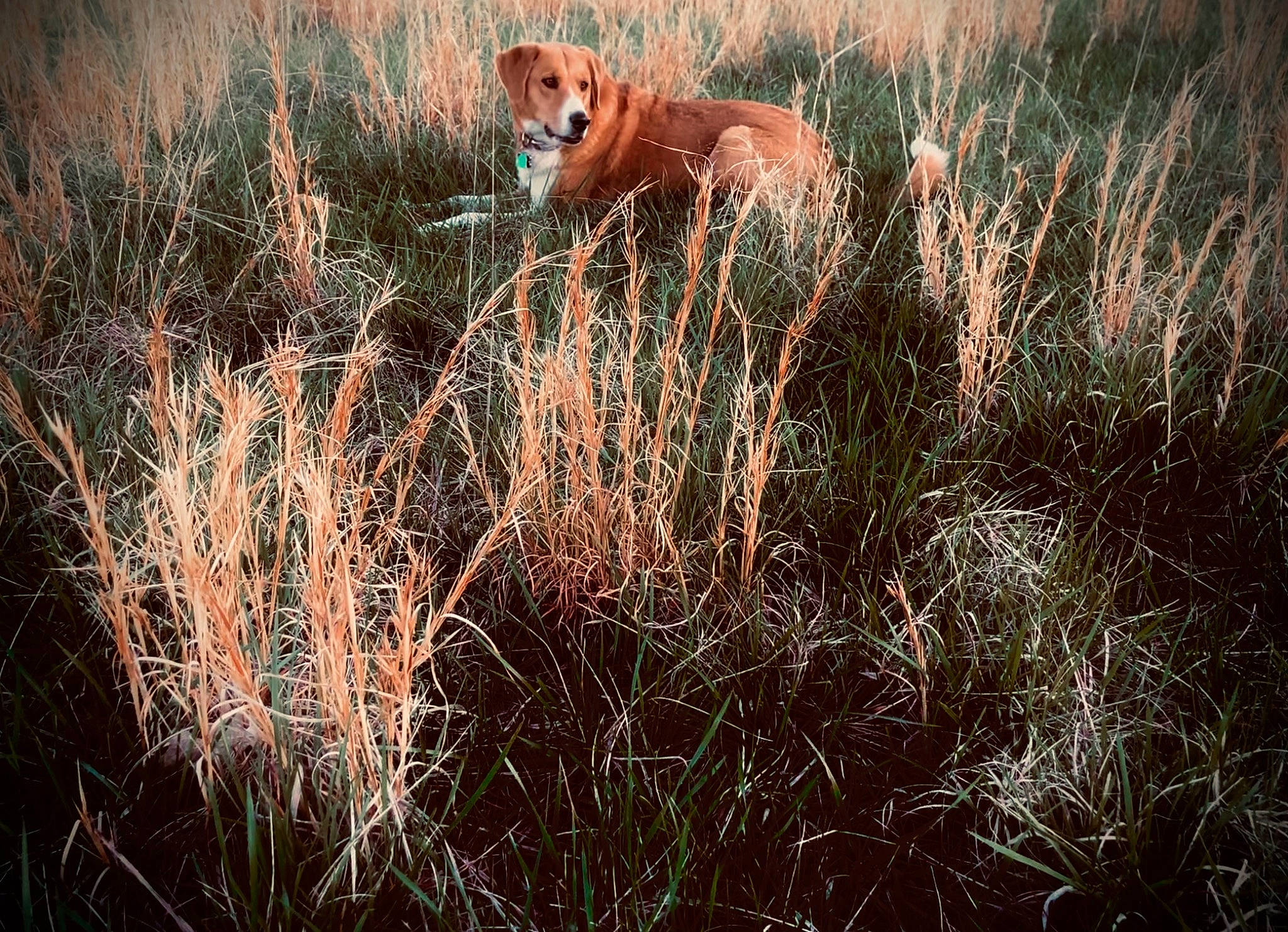 Paisley joined the competition — help win amazing prizes! art, big_cats, carnivore, dog, dog_breed, fawn, grass, grass_family, grassland, landscape, lion, natural_landscape, people_in_nature, plant, prairie, sporting_group, tail, terrestrial_animal, tree, wildlife