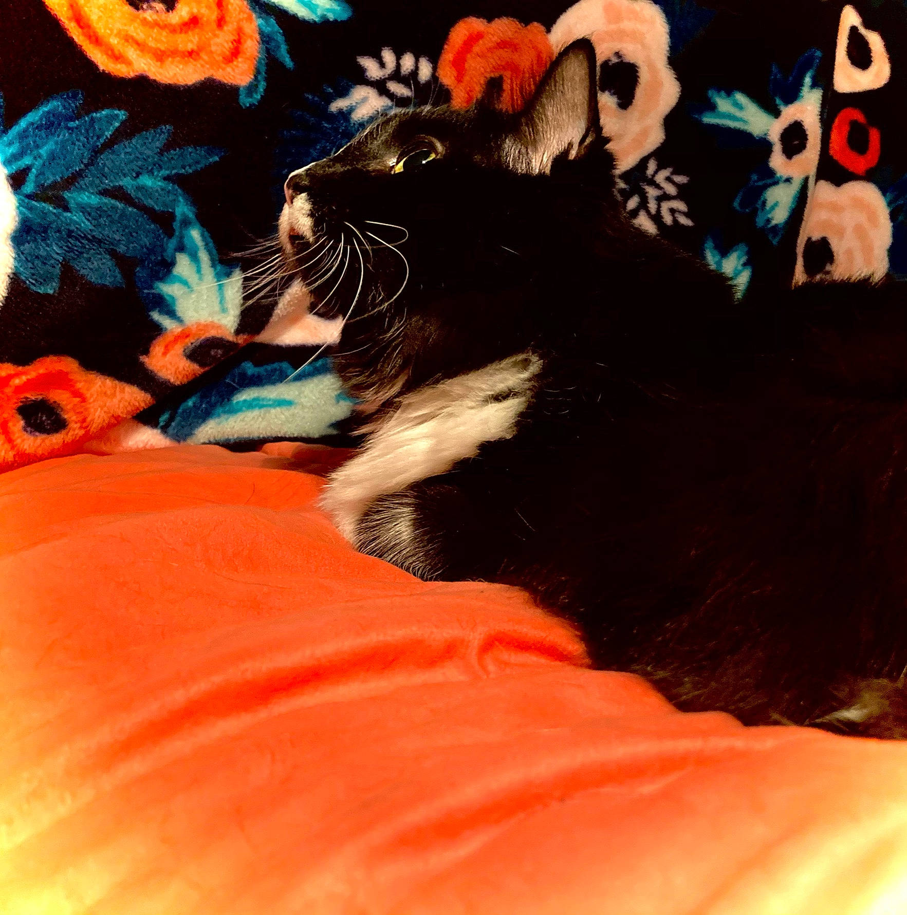 Sam is registered to the contest to win money with this photo: black_cat, canidae, carnivore, cat, claw, comfort, dog_breed, domestic_short_haired_cat, felidae, fur, mammal, orange, paw, plant, pumpkin, small_to_medium_sized_cats, tail, tree, vertebrate, whiskers